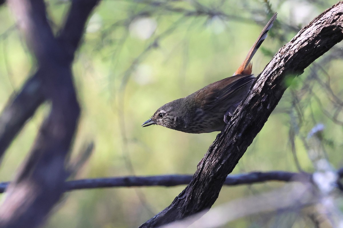 Chestnut-rumped Heathwren - ML641908469