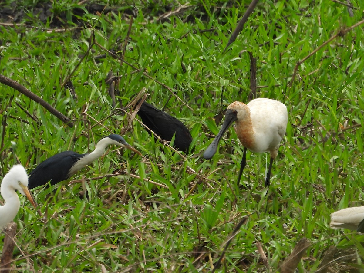 Royal Spoonbill - ML641908478
