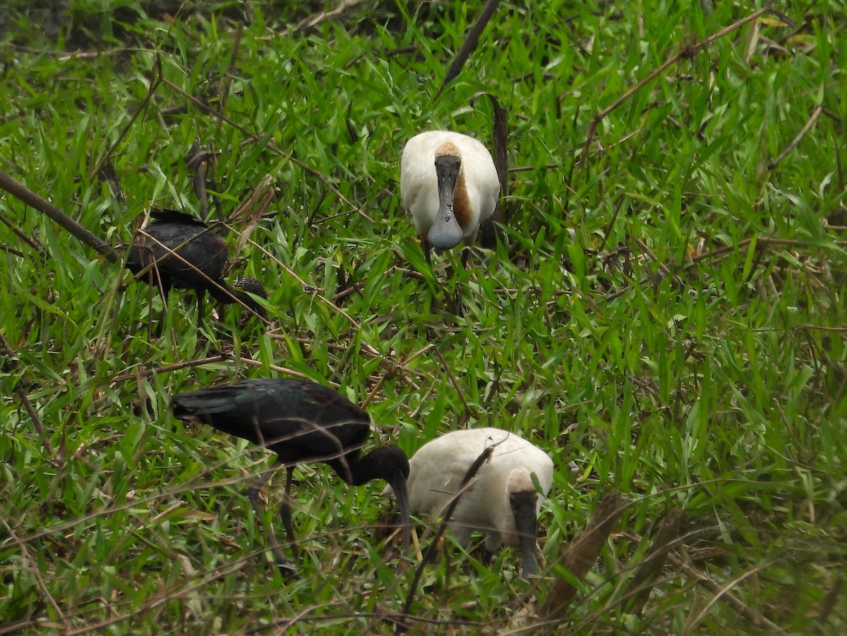 Royal Spoonbill - ML641908479