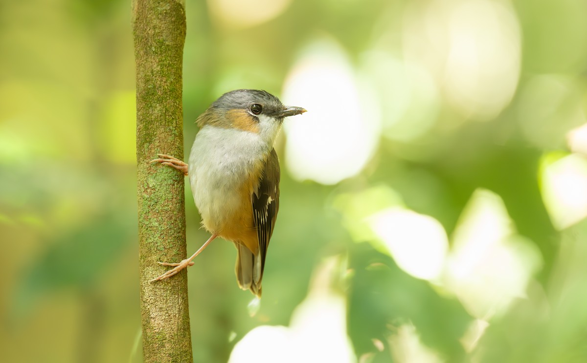 Gray-headed Robin - ML641908480