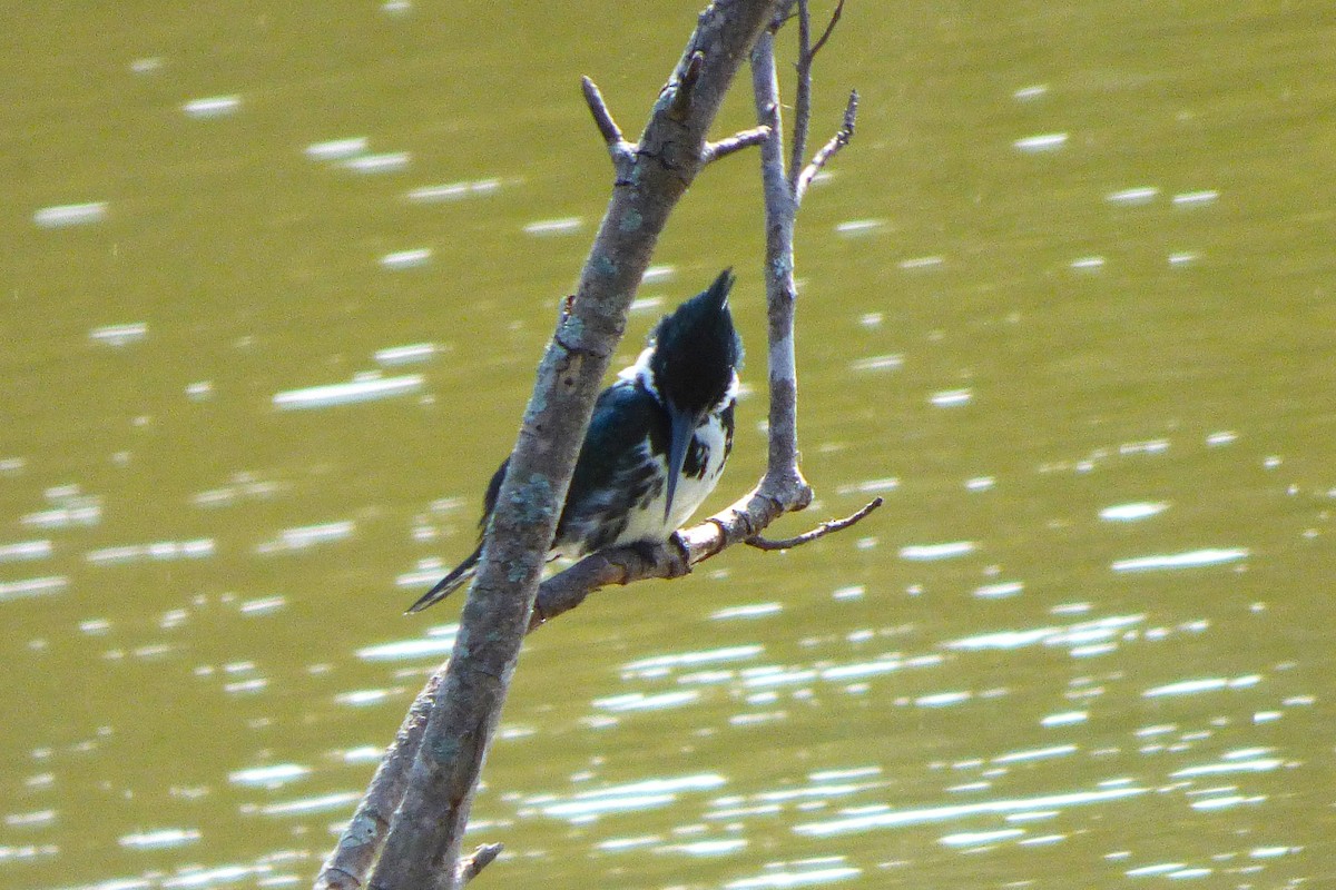 Amazon Kingfisher - ML641908499