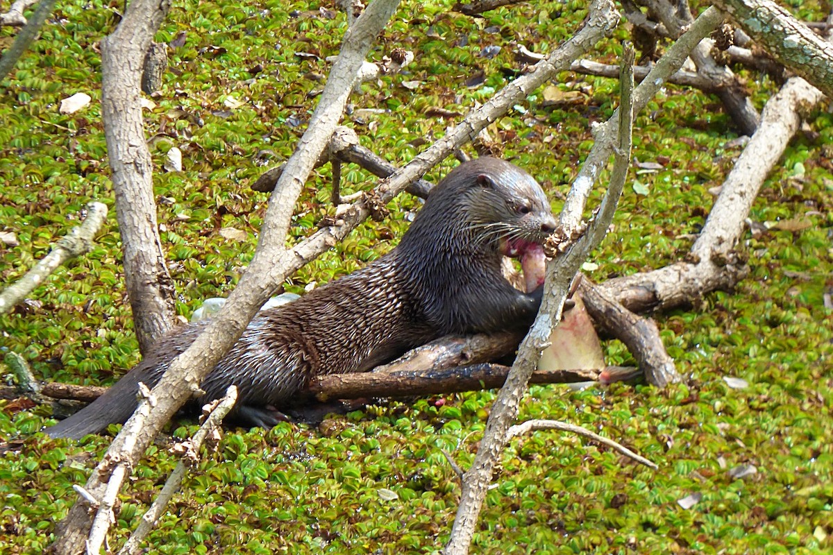 Neotropical River Otter - ML641908509