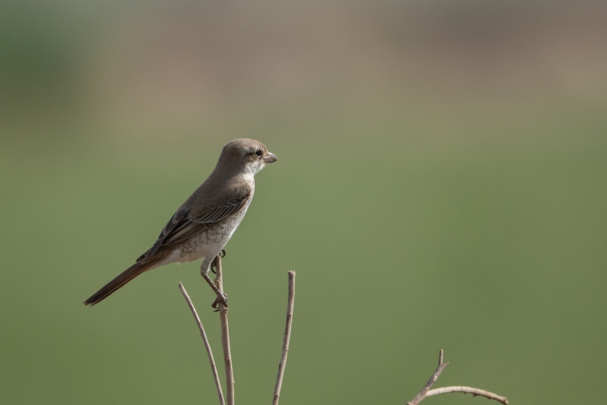 Red-tailed Shrike - ML641908514
