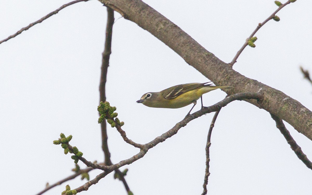 sangvireo - ML641908546
