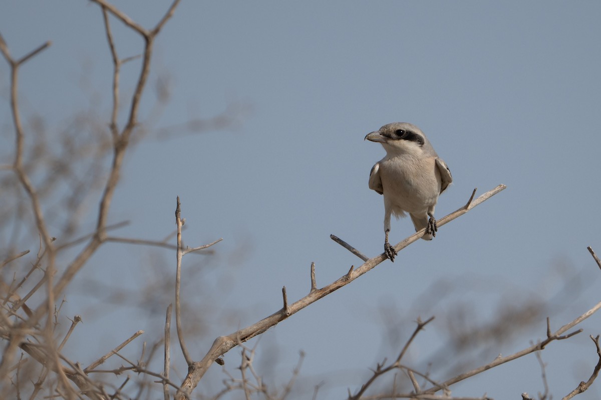Great Gray Shrike (Steppe) - ML641908551