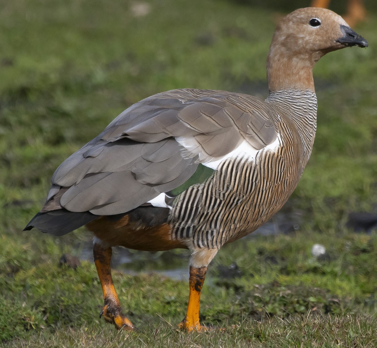 Ruddy-headed Goose - ML641908568