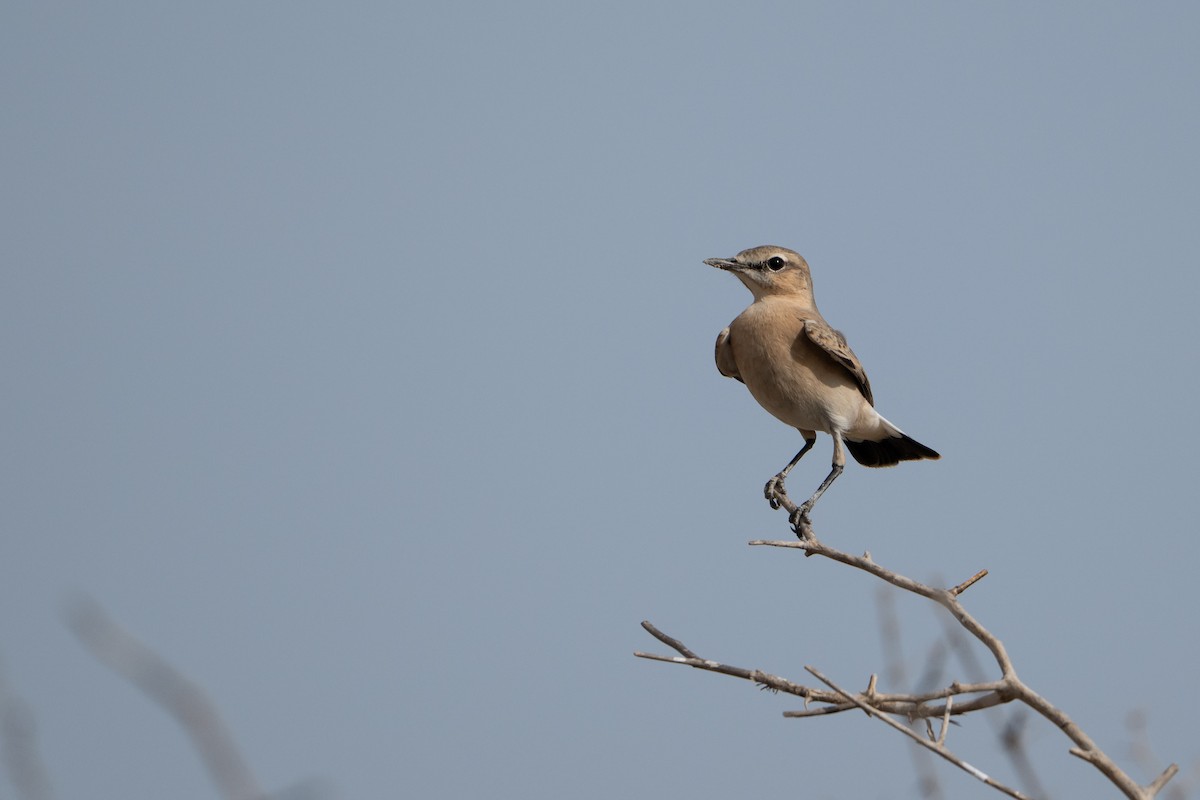 Isabelline Wheatear - ML641908574