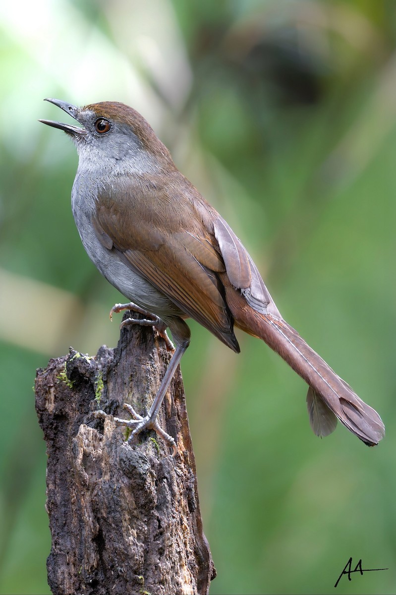 Tordina de Mindanao - ML641908575