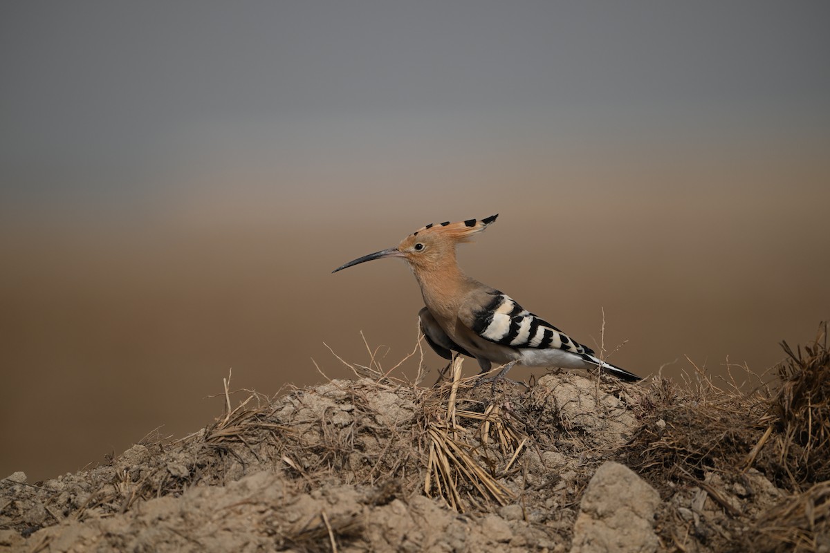 Eurasian Hoopoe - ML641908598