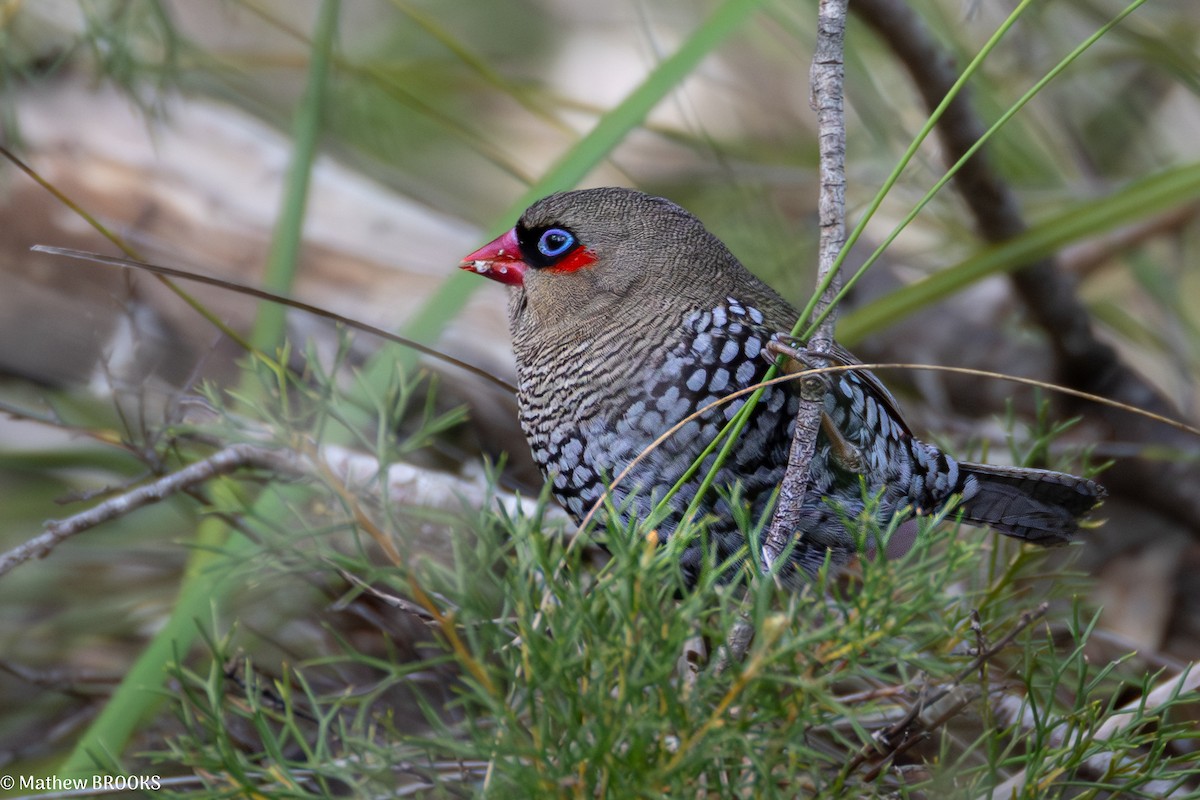 Red-eared Firetail - ML641908599