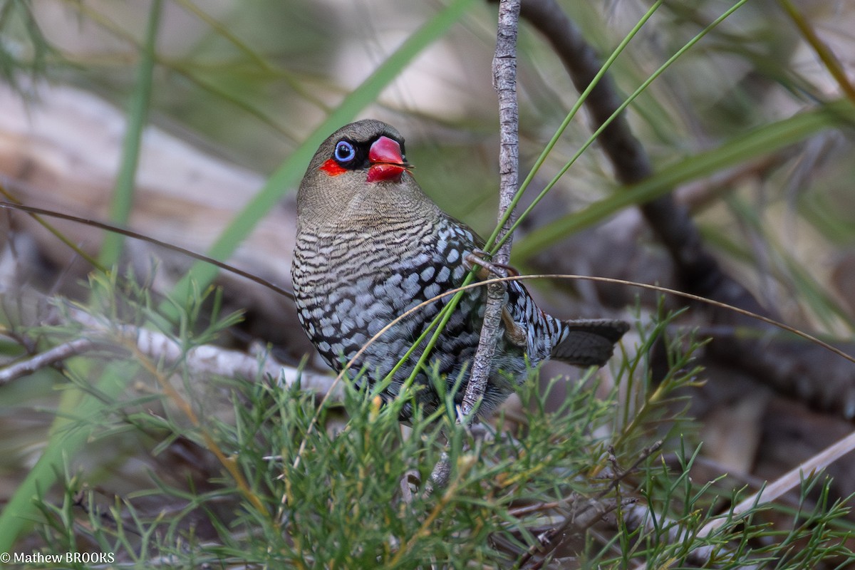 Red-eared Firetail - ML641908600