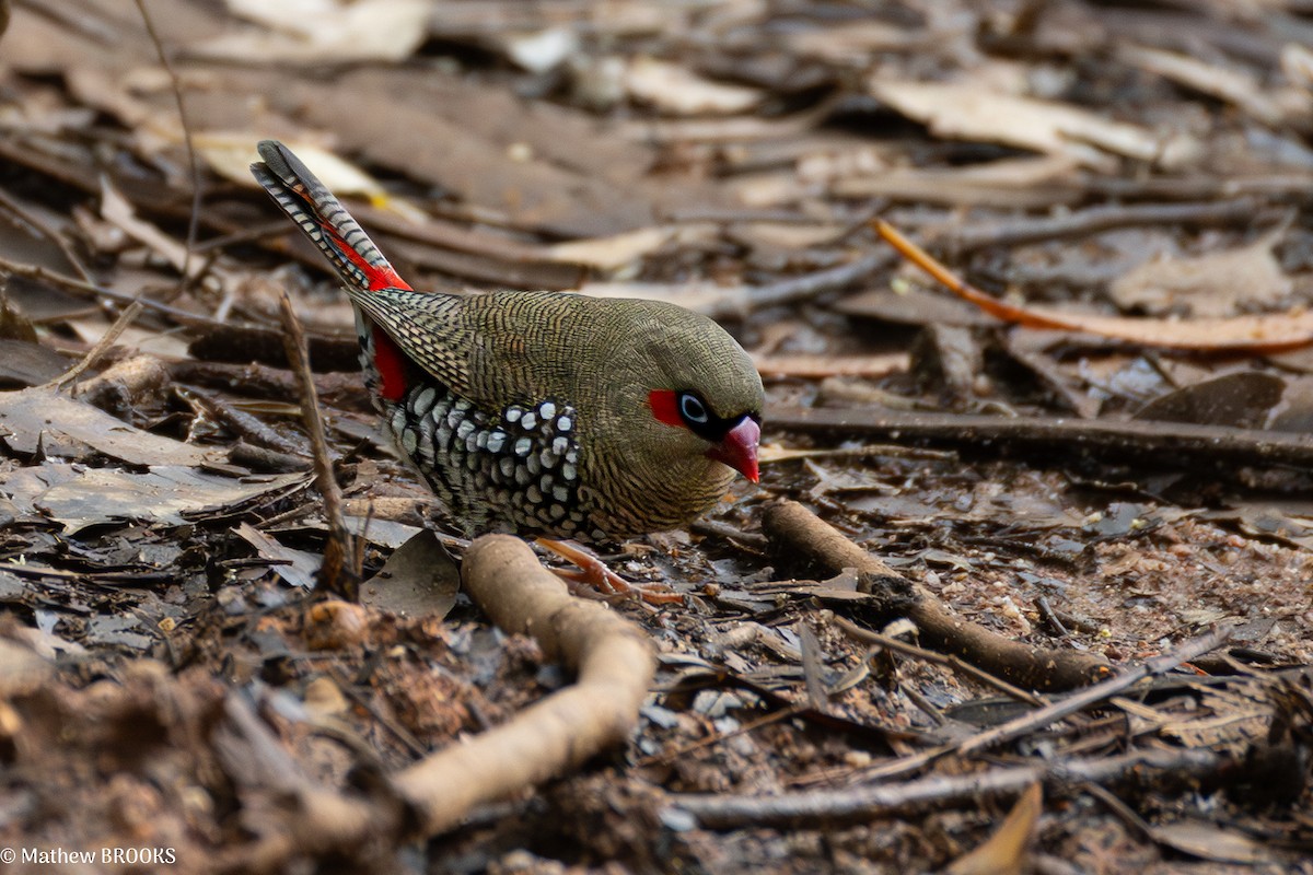 Red-eared Firetail - ML641908601