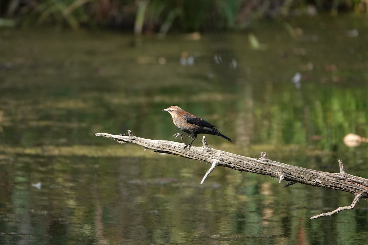 Rusty Blackbird - ML641908609