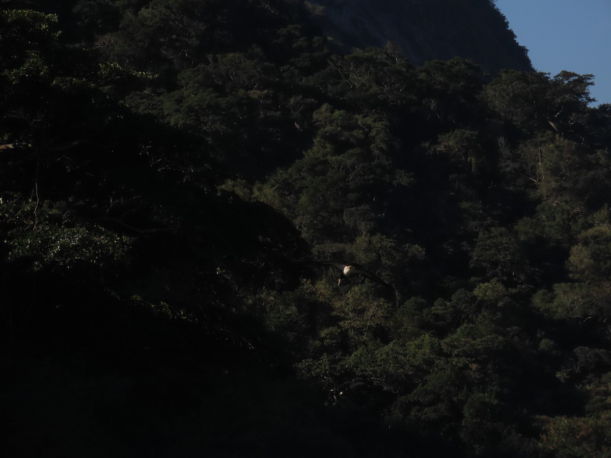 Brown Booby - ML641908637