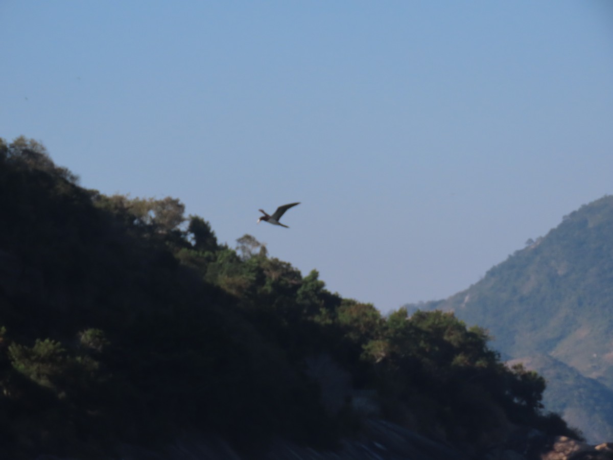 Brown Booby - ML641908641