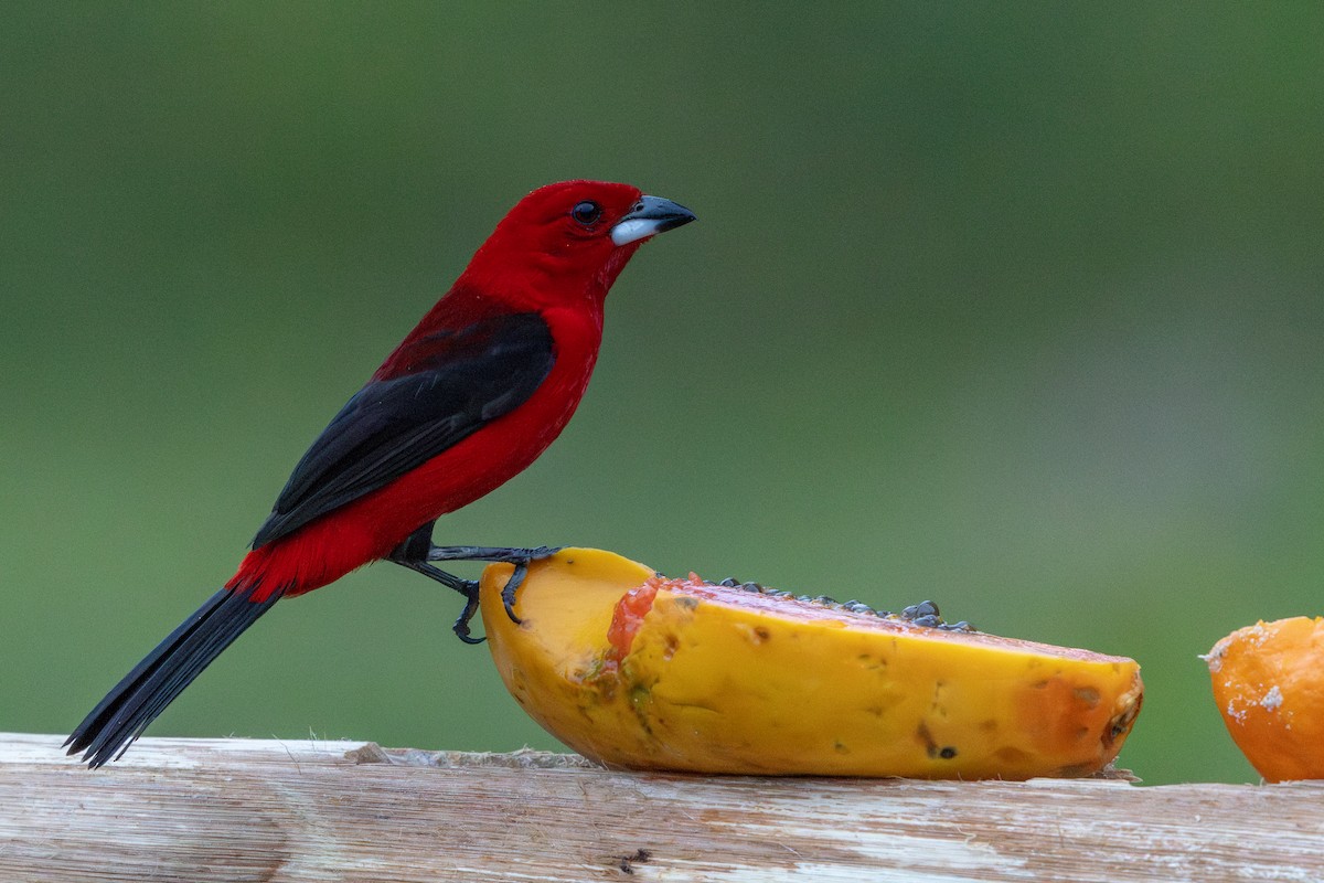 Brazilian Tanager - ML641908649