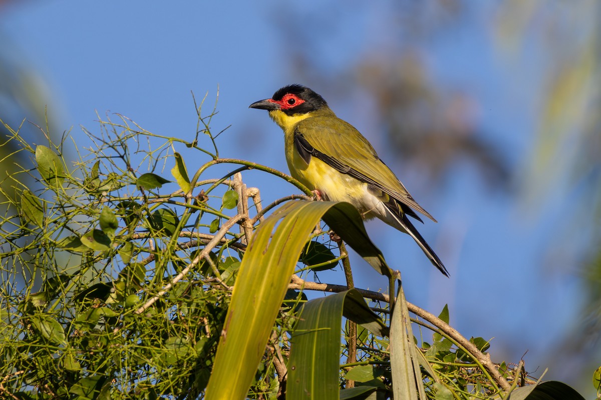 Australasian Figbird (flaviventris Group) - ML641908650