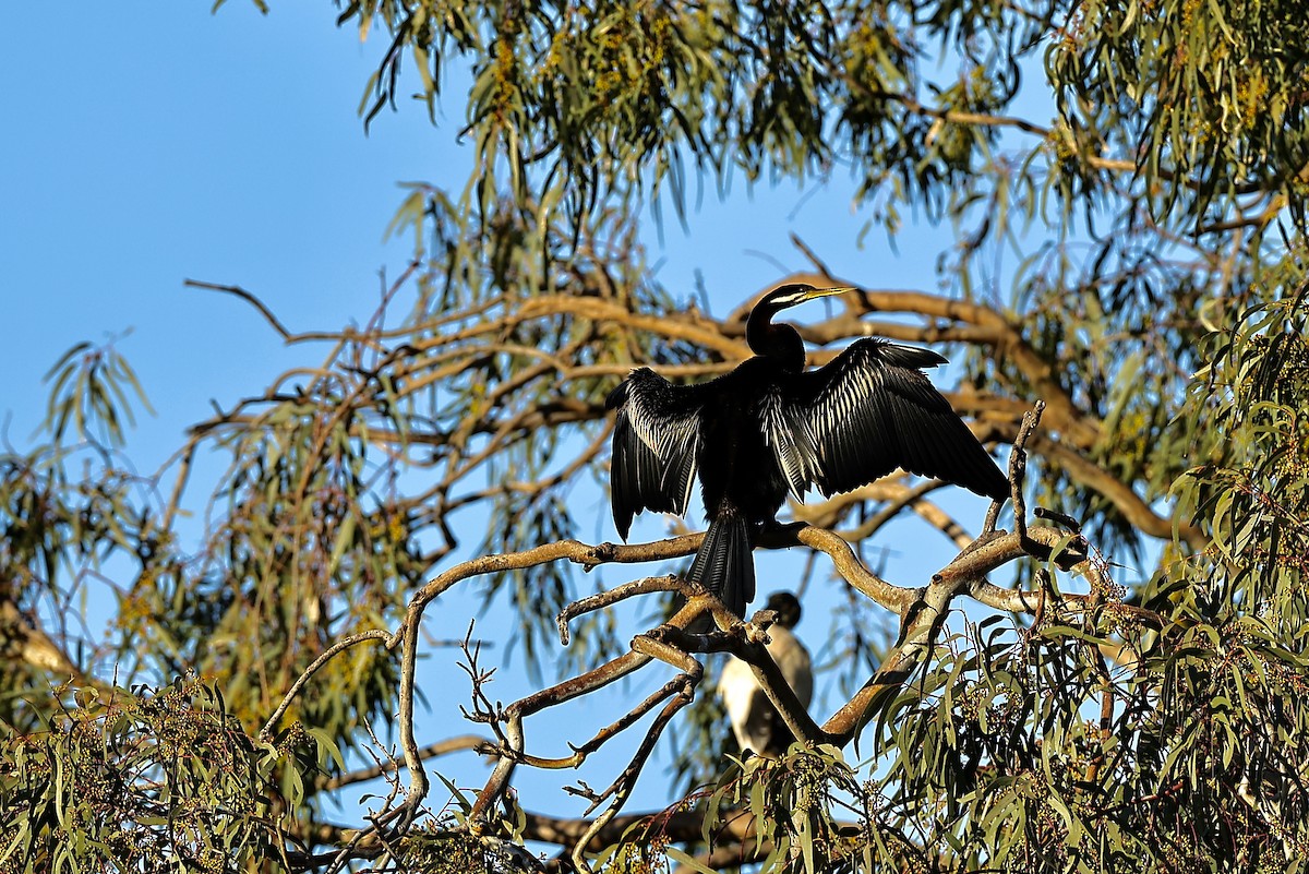 anhinga australská - ML641908663