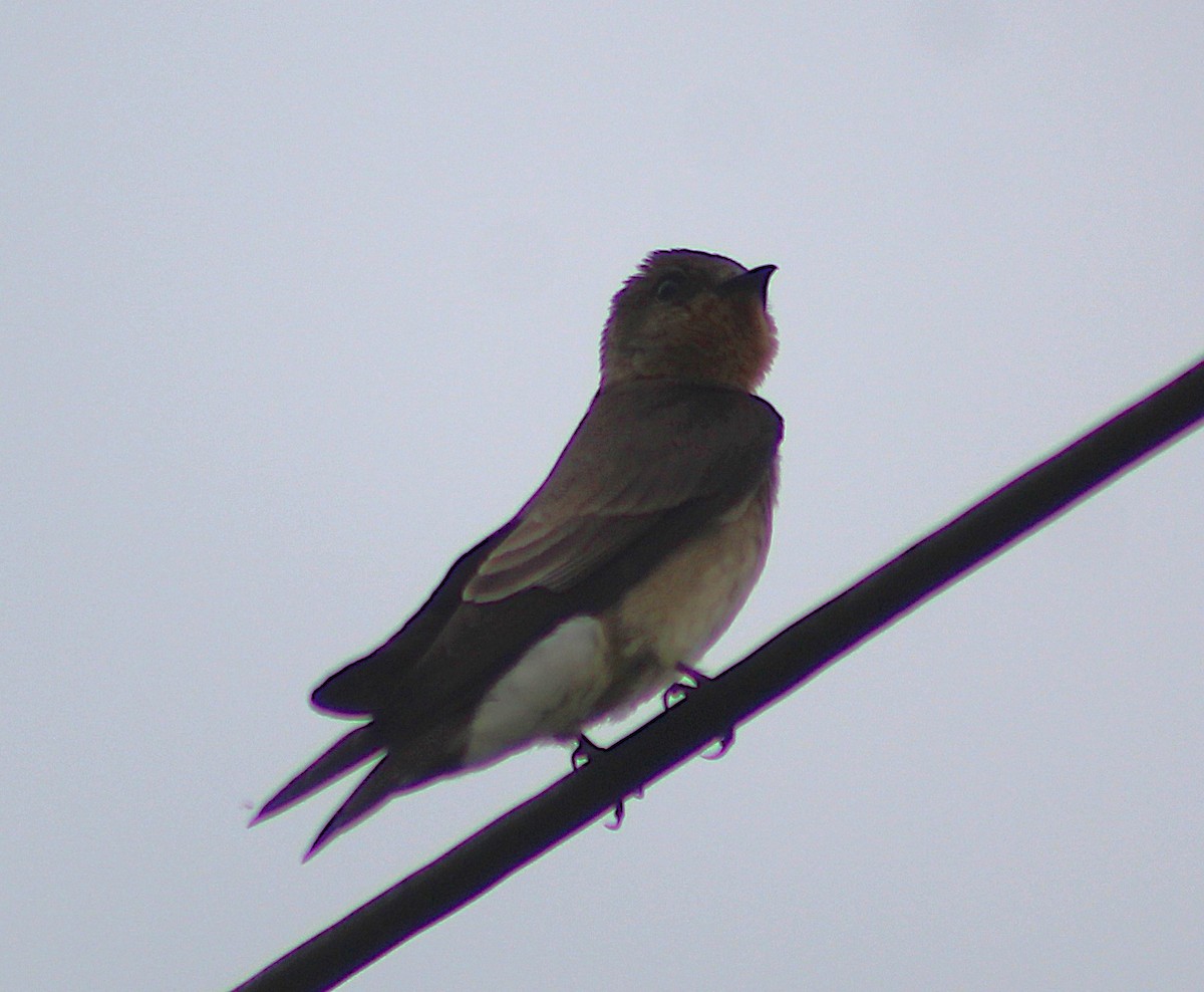 Southern Rough-winged Swallow - ML641908669