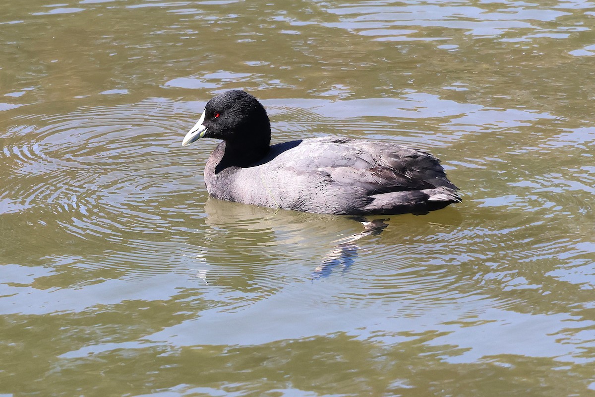 lyska černá - ML641908675