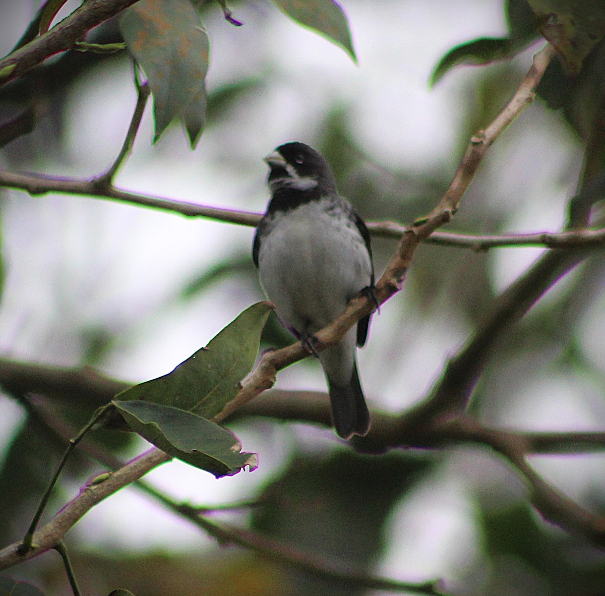 Double-collared Seedeater - ML641908679