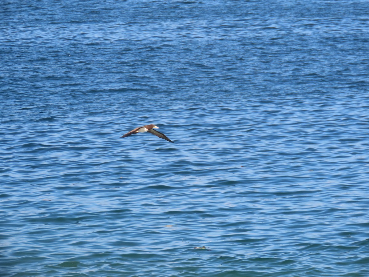 Brown Booby - ML641908680