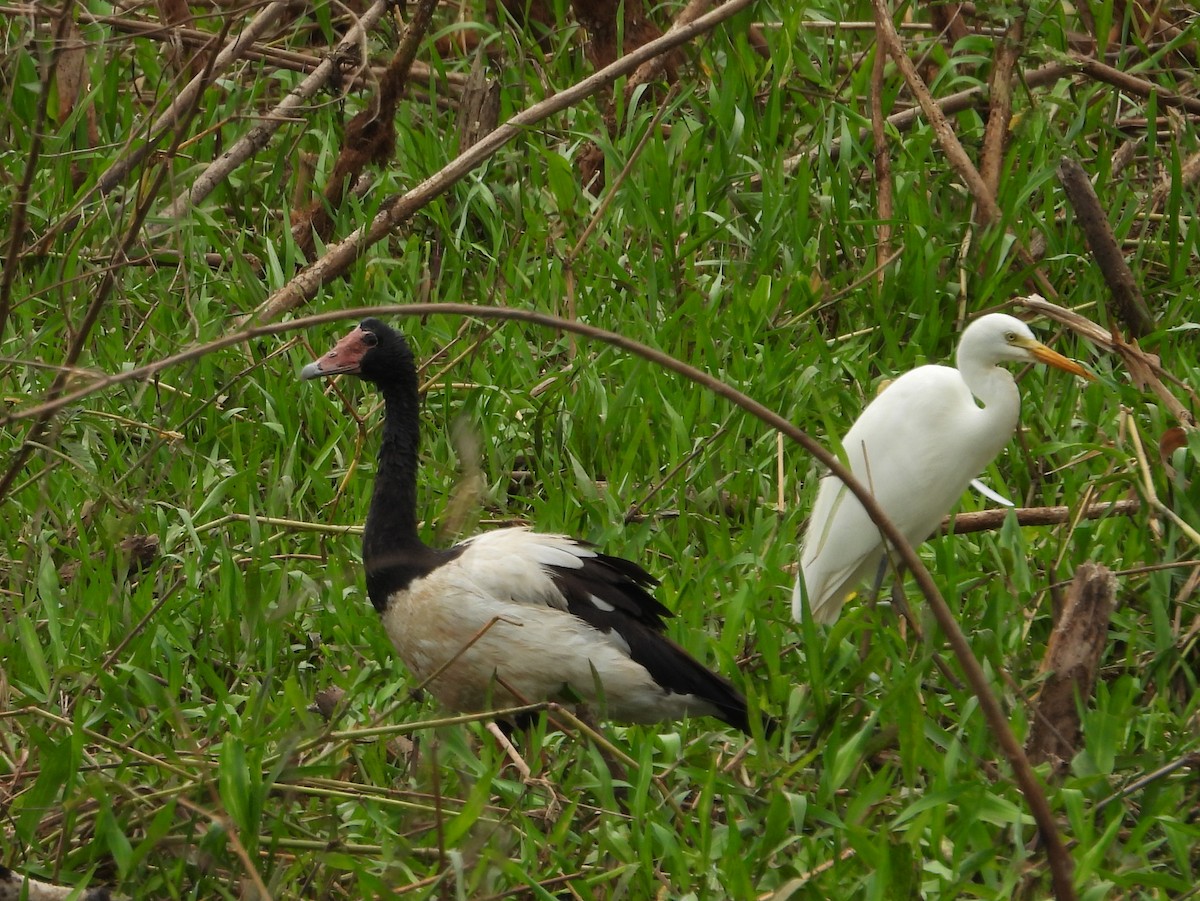 Magpie Goose - ML641908684