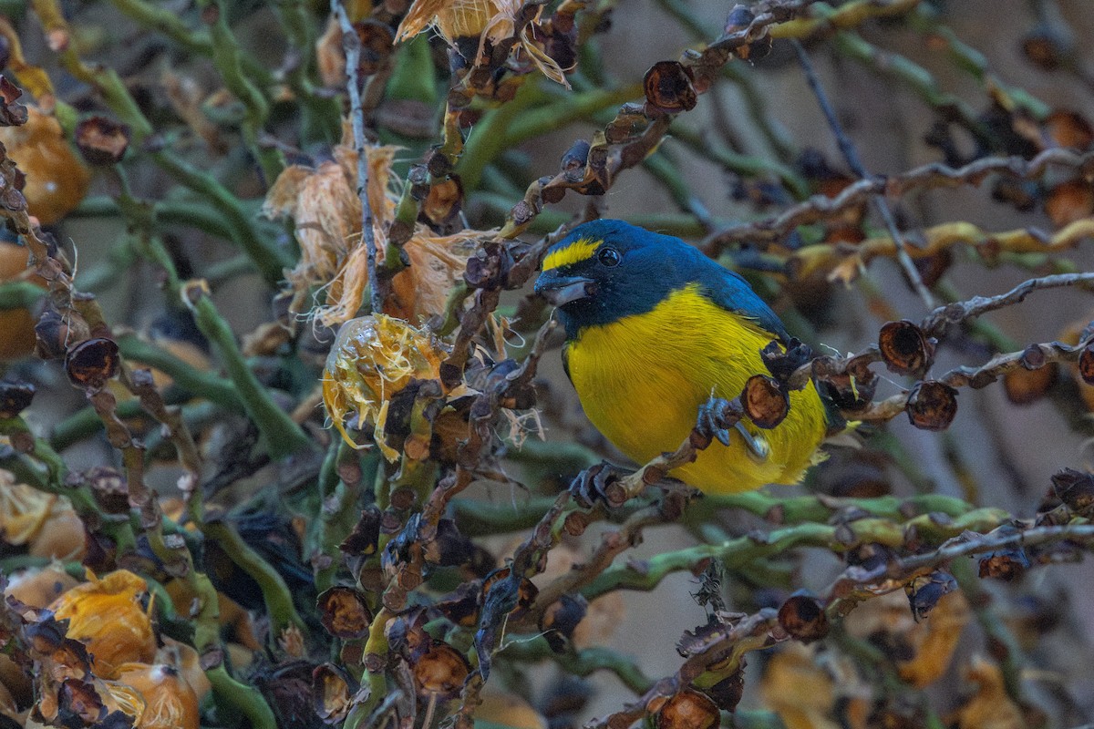 Green-throated Euphonia - ML641908689