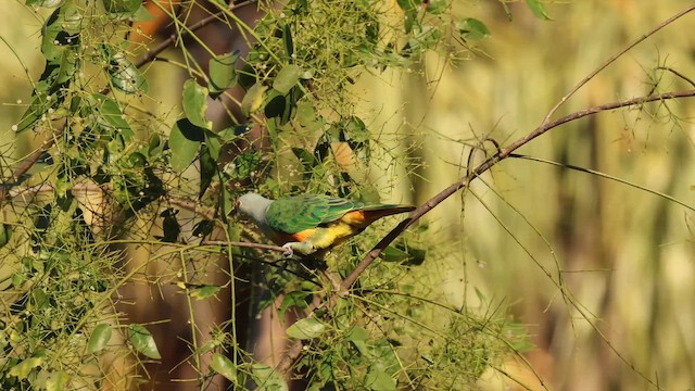 Rose-crowned Fruit-Dove (Rosy-crowned) - ML641908701