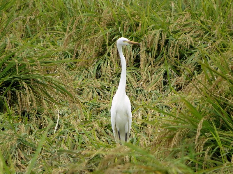 Medium Egret - ML641908702