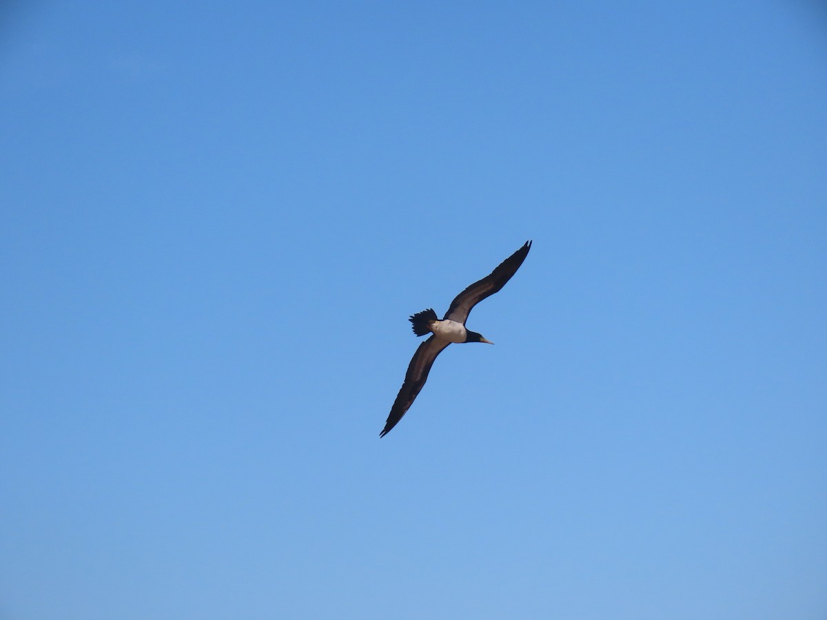 Brown Booby - ML641908704