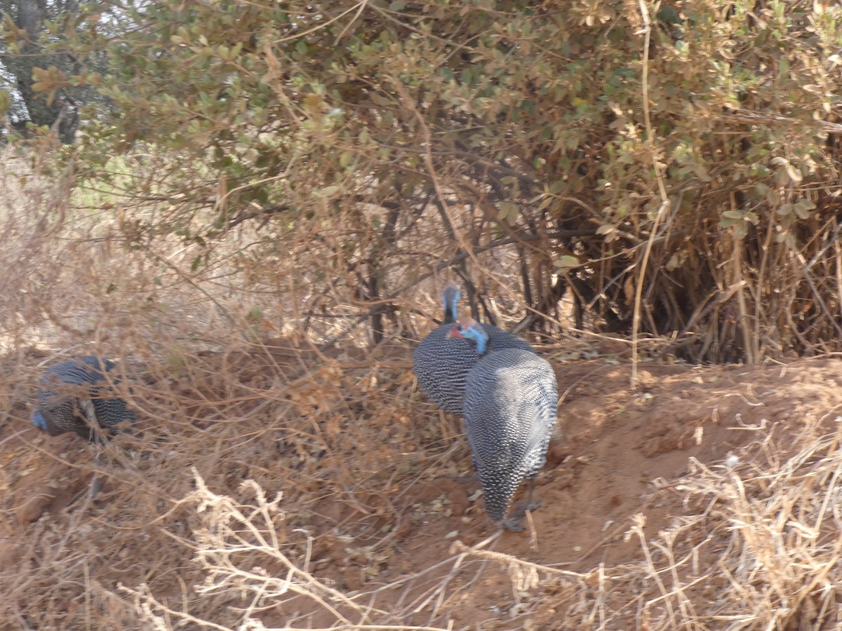 Helmeted Guineafowl - ML641908712