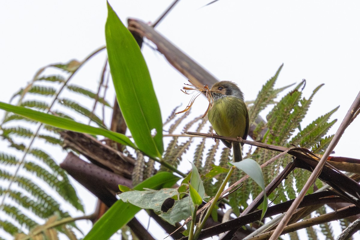 Eared Pygmy-Tyrant - ML641908716