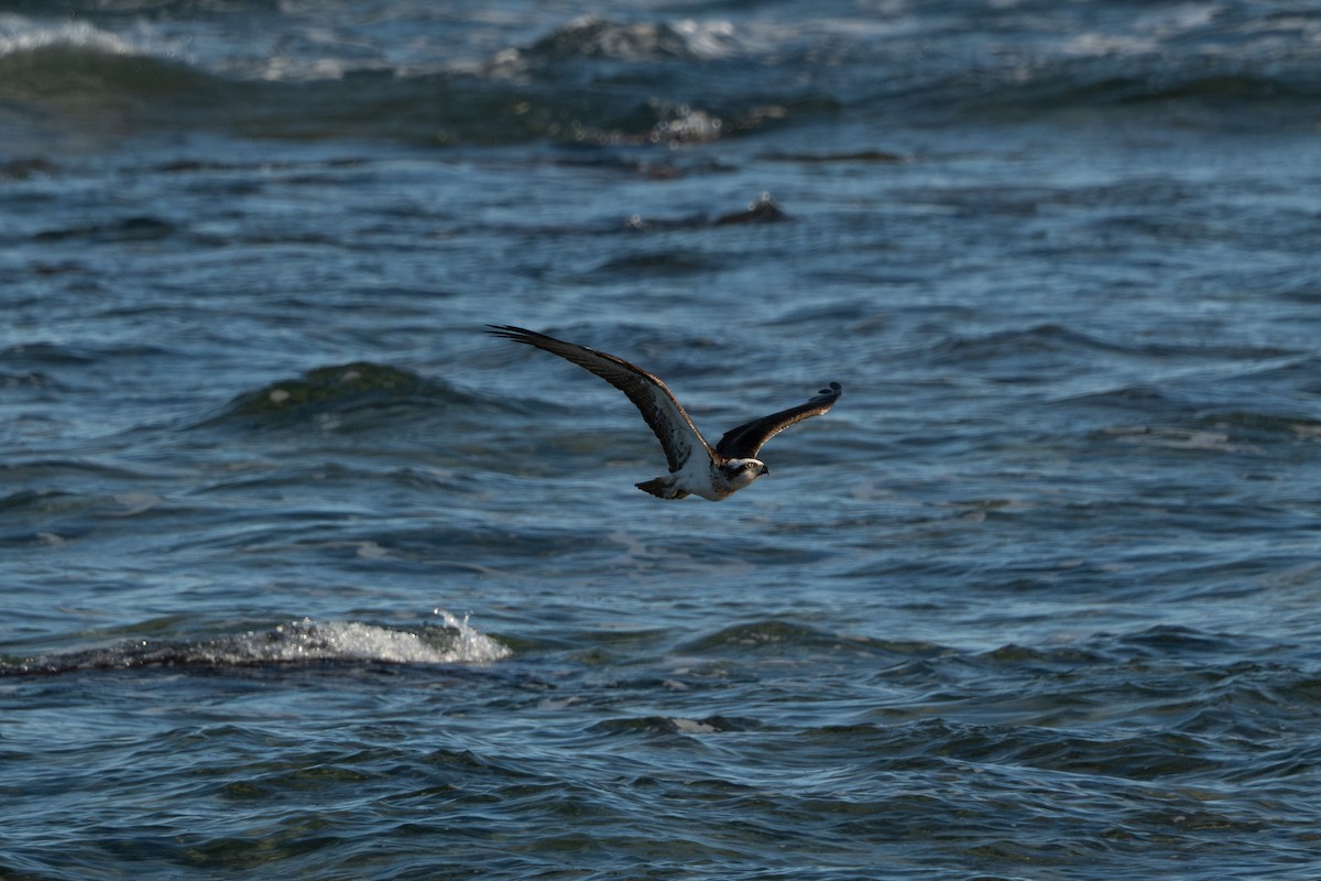 fiskeørn - ML641908717