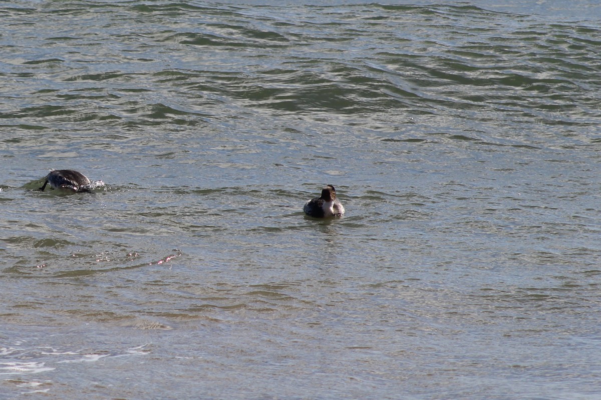 Silvery Grebe - ML641908722