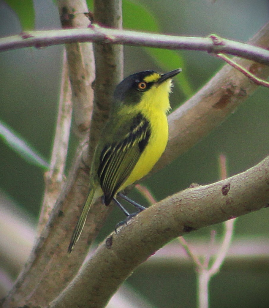 Gray-headed Tody-Flycatcher - ML641908729