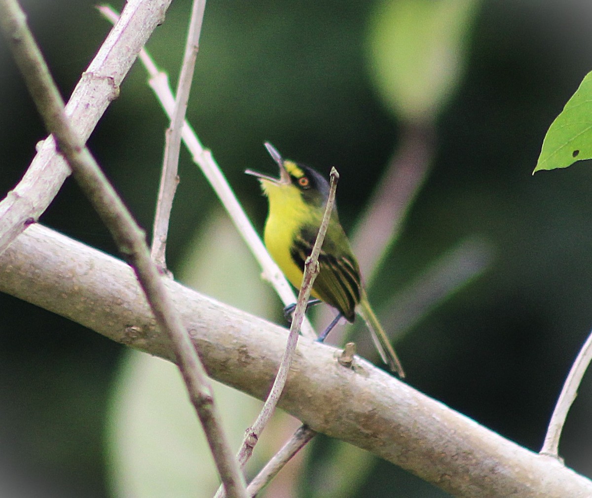 Gray-headed Tody-Flycatcher - ML641908730