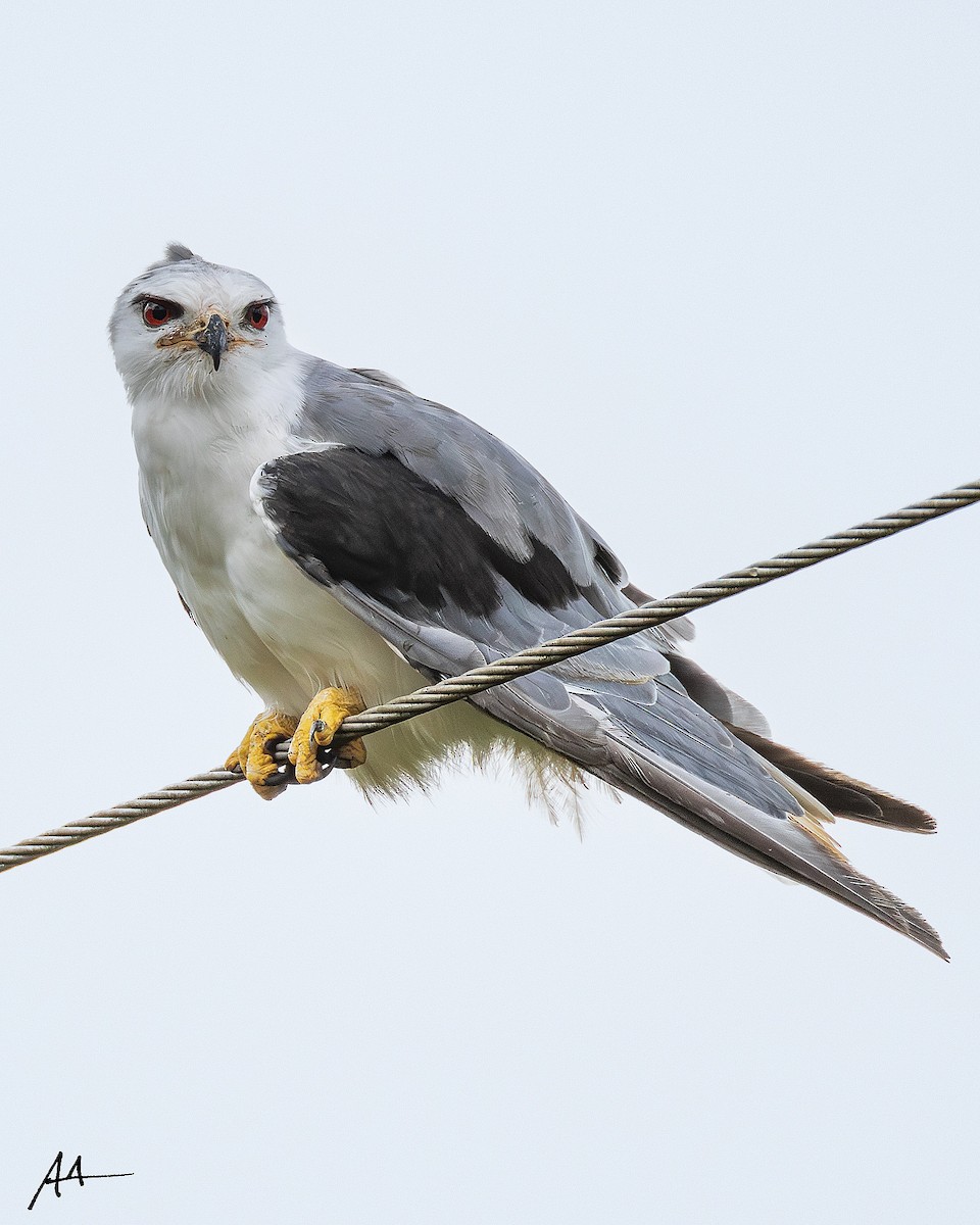 Elanio Común - ML641908743
