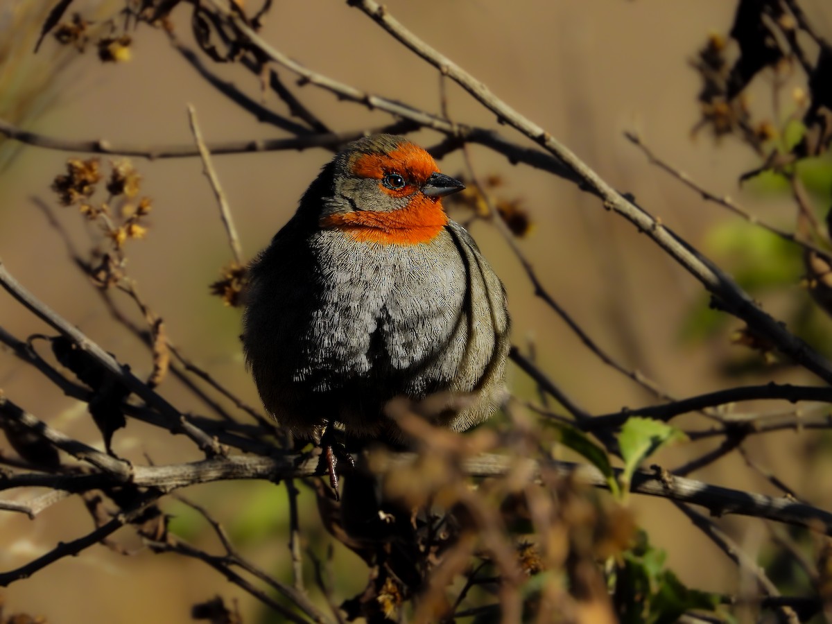 Tucuman Mountain Finch - ML641908768