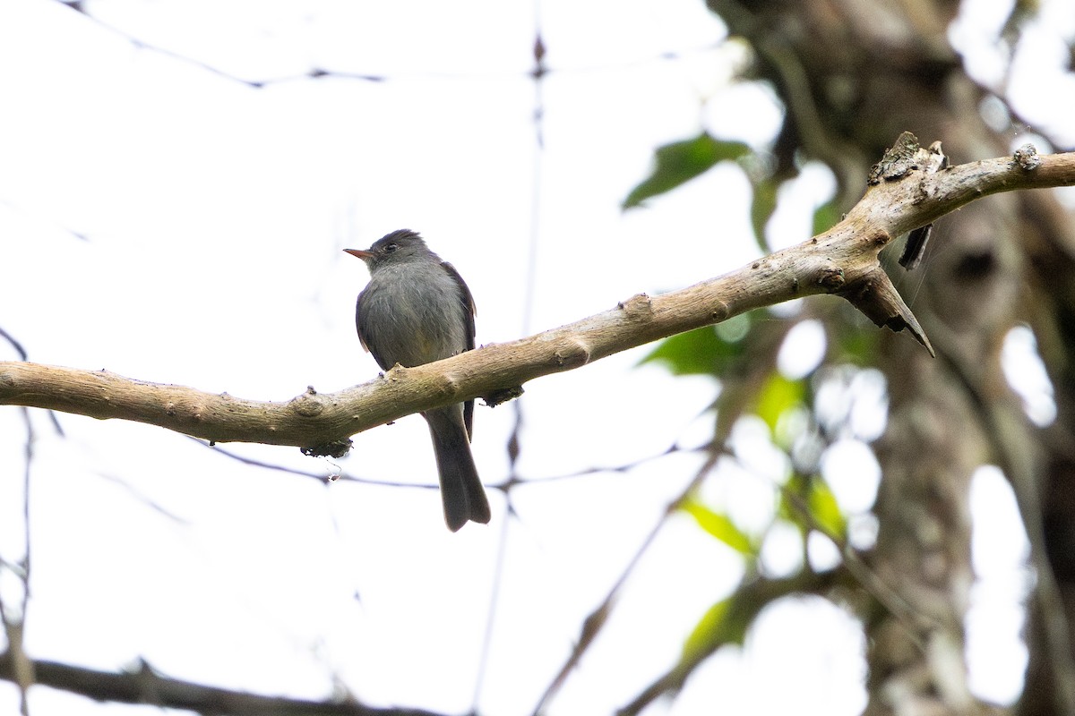 Southern Tropical Pewee - ML641908775