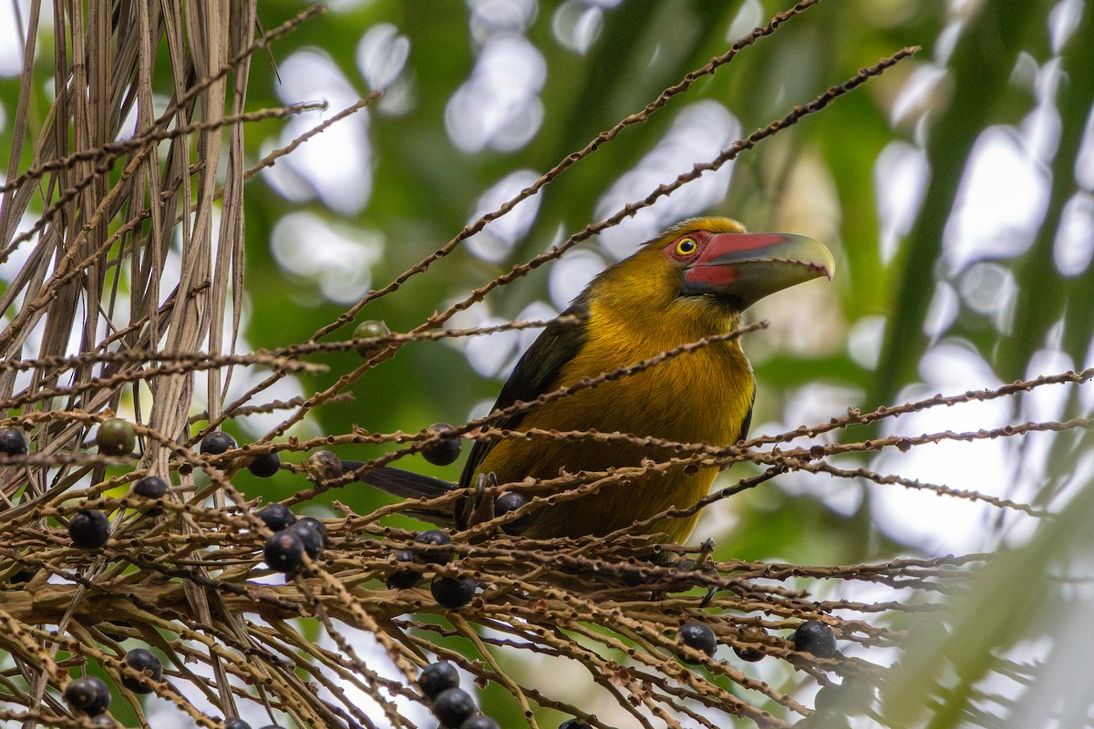 Saffron Toucanet - ML641908799