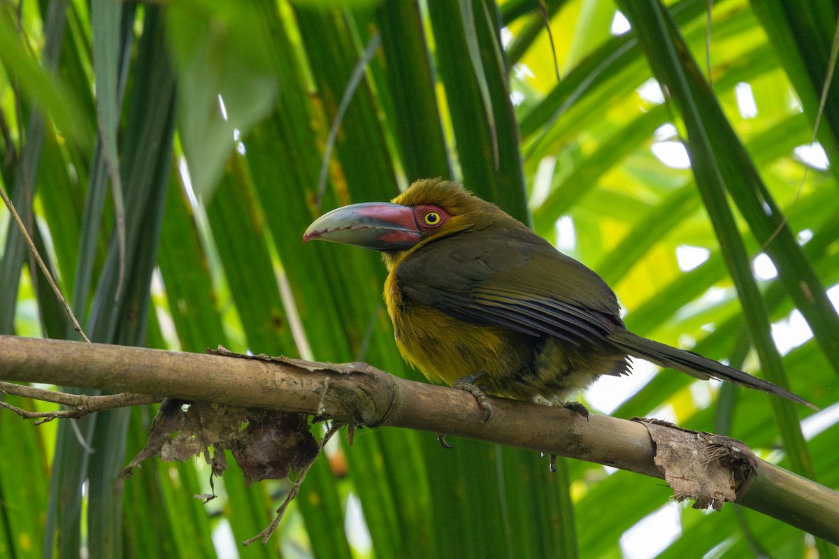 Saffron Toucanet - ML641908800