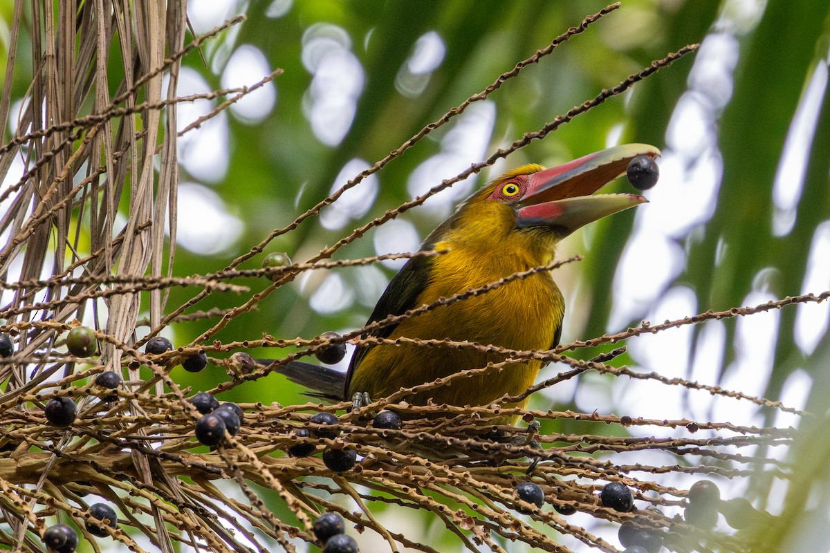 Saffron Toucanet - ML641908801