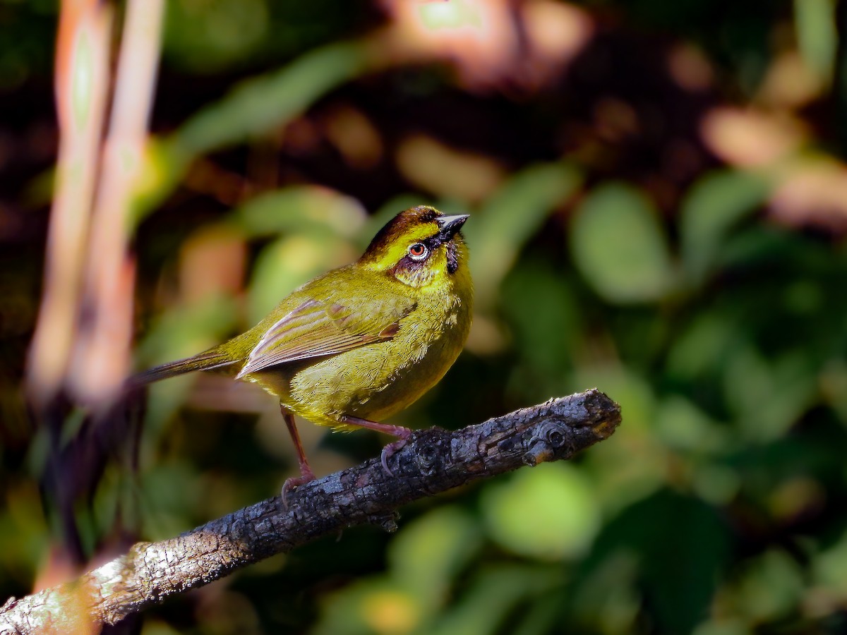 Yellow-striped Brushfinch - ML641908809