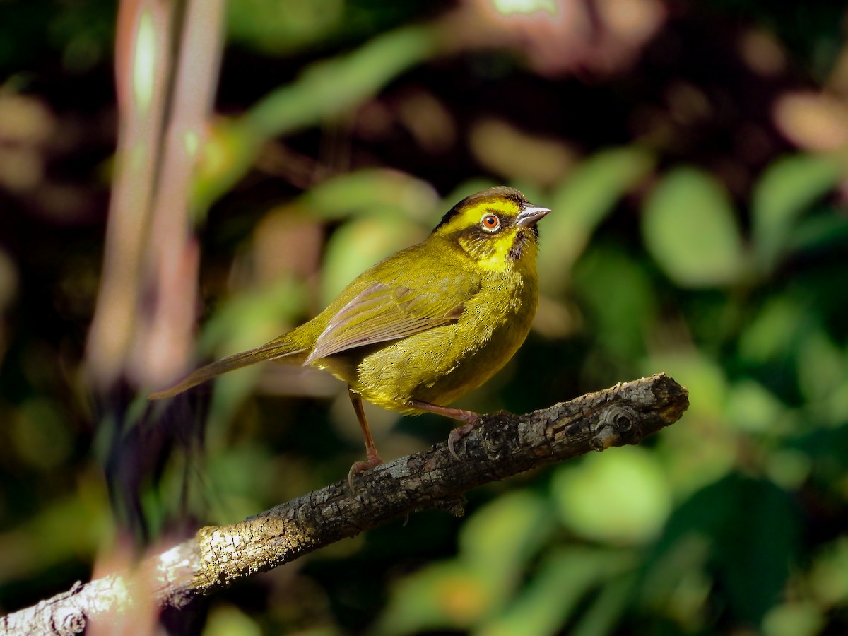 Yellow-striped Brushfinch - ML641908810