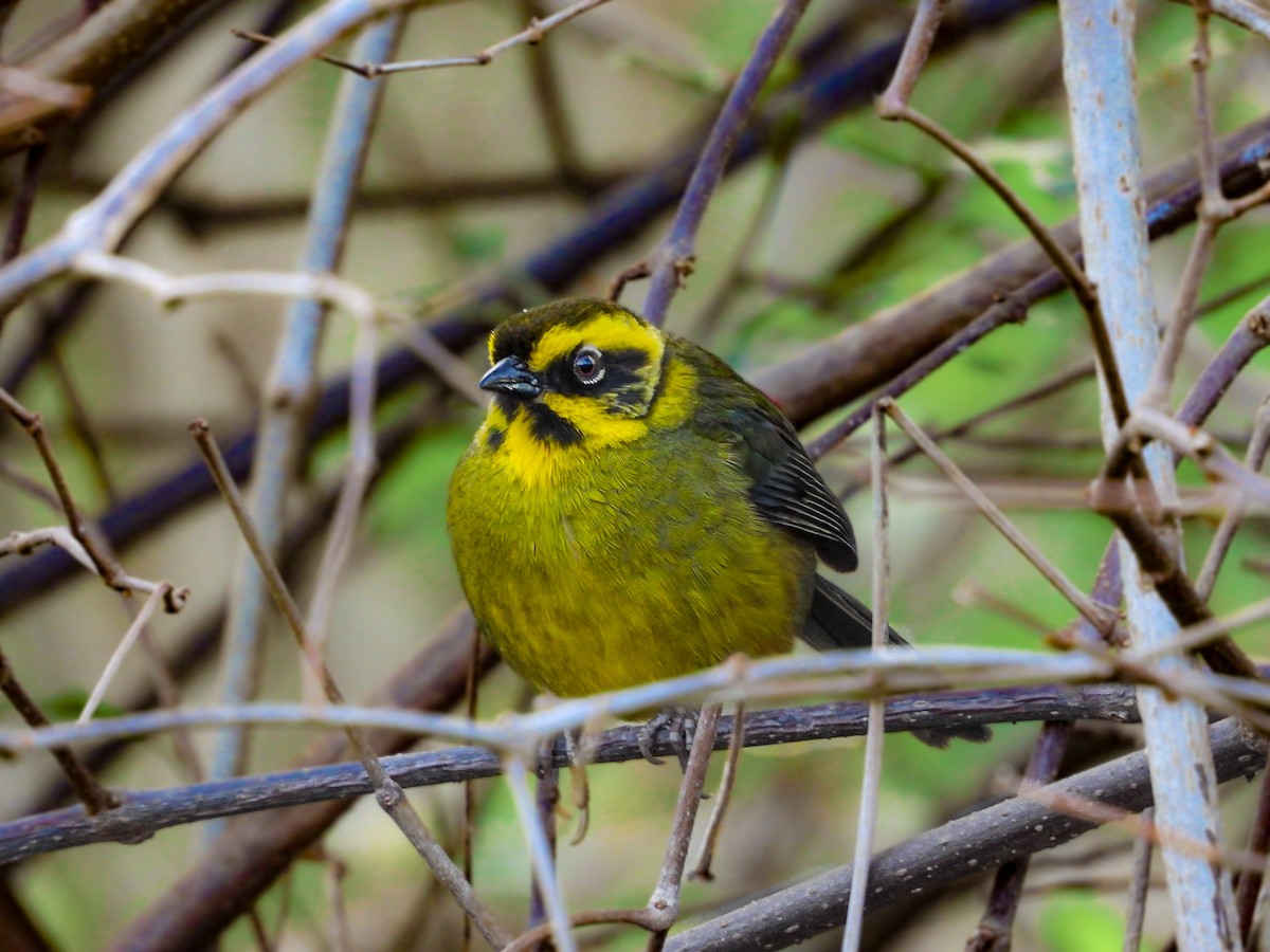 Yellow-striped Brushfinch - ML641908811