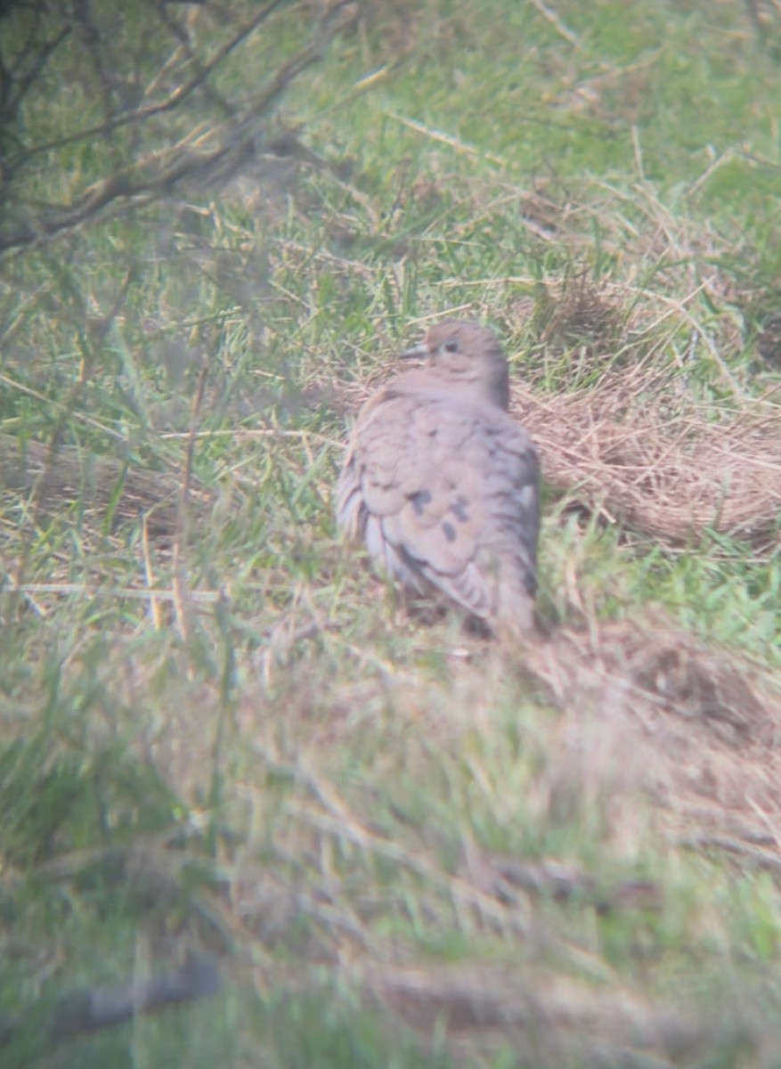 Eared Dove - ML641908823