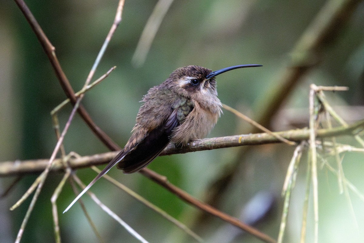 Dusky-throated Hermit - ML641908834