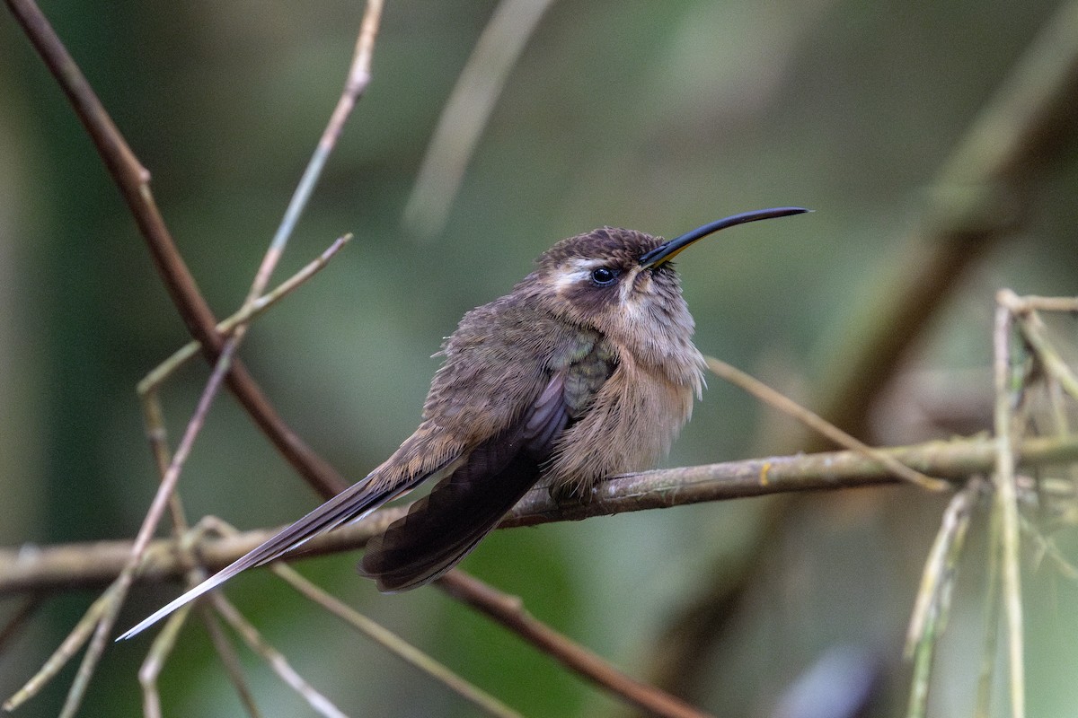 Dusky-throated Hermit - ML641908835