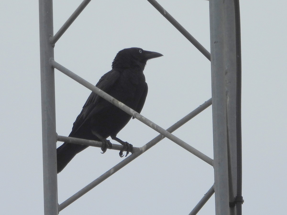 Torresian Crow - ML641908854